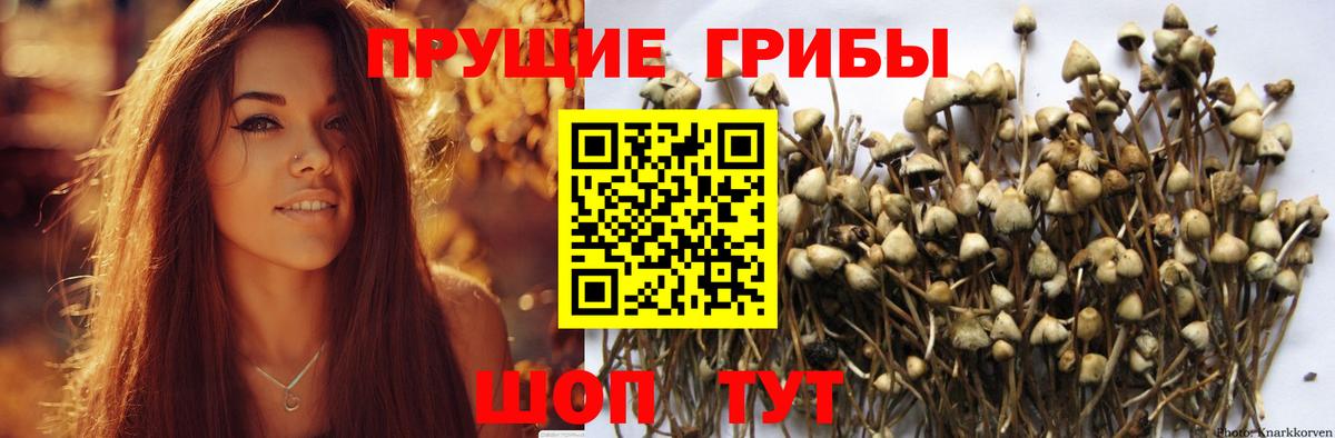 Галлюциногенные грибы прущие грибы Миллерово